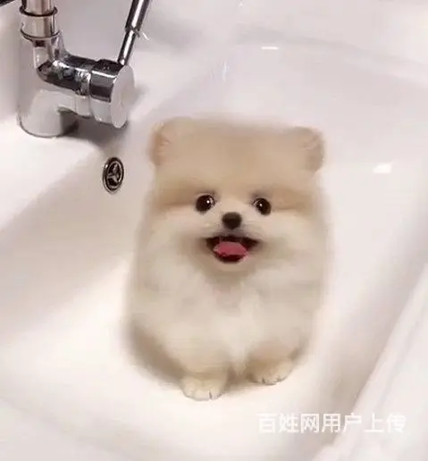 出售纯种球体博美幼犬 茶杯俊介杰宠物狗活体 - 图片 8