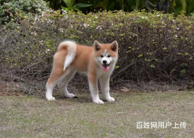 平顶山哪里有卖宠物狗的 秋田犬图片 柴犬多少钱 - 图片 3