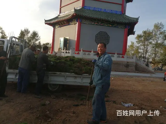 抚顺免修剪草坪花卉果树基地 - 图片 9