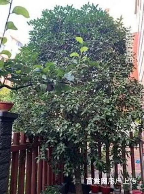 转让桂花树 - 图片 1