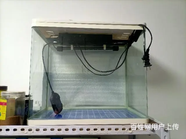 高帆菊花粉红剑 - 图片 2