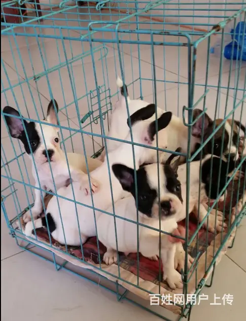 天门柯基犬舍位置 本地柯基犬舍地址在哪儿 - 图片 11