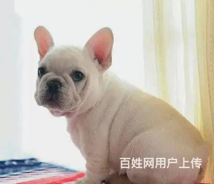 售纯种法国斗牛犬幼犬 法牛犬三针齐全已驱虫 - 图片 1