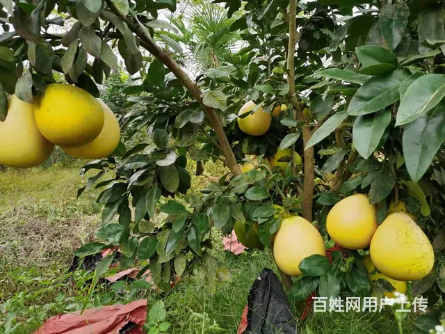 洞高路旁70亩园艺场转让 - 图片 6