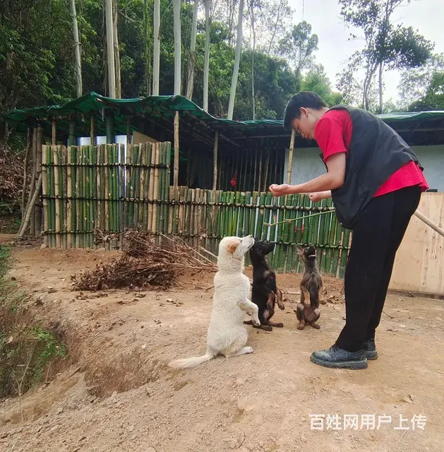 宠物训练 - 图片 1