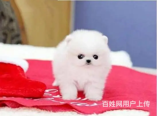 博美幼犬 博美图片 小体俊介博美多少钱一只 - 图片 3