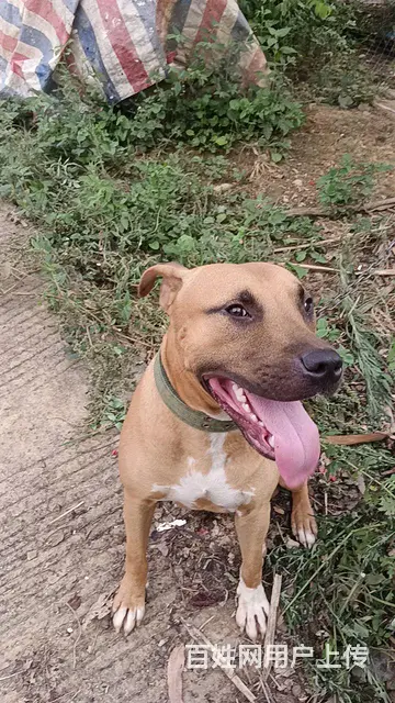 出售比特犬 - 图片 1