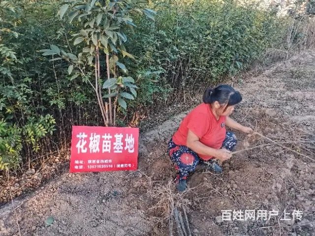 韩城花椒苗基地 韩城大红袍花椒树苗批发 - 图片 5