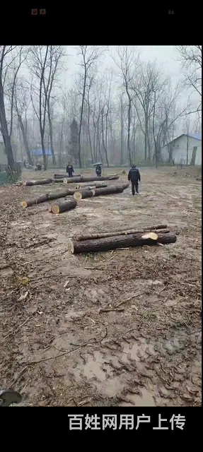 收树，杀树 - 图片