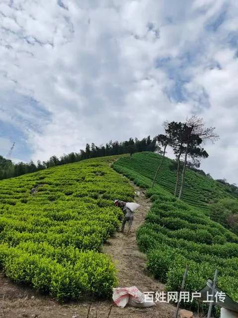 茶叶下油菜饼 提升茶叶品质 原产地直销 - 图片 5