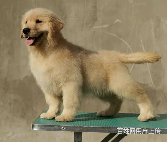 售纯种金毛猎犬 黄金猎犬母狗幼犬 欢迎选购 - 图片 8