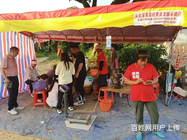 从化鸡心黄皮、龙眼已熟，欢迎过来采摘品尝订购送礼！ - 图片 5