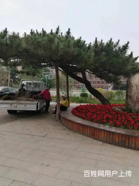 大量出售免修剪草坪地毯草坪，优异草坪，绿化苗木 - 图片 12