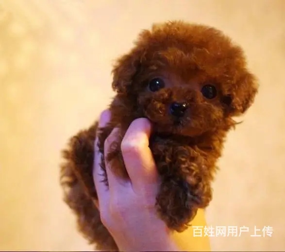 标准泰迪 泰迪幼犬 终身售后 泰迪狗狗贵宾犬泰 - 图片 3
