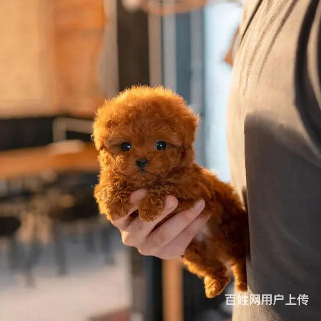 纯种泰迪出售看视频挑选 - 图片 3