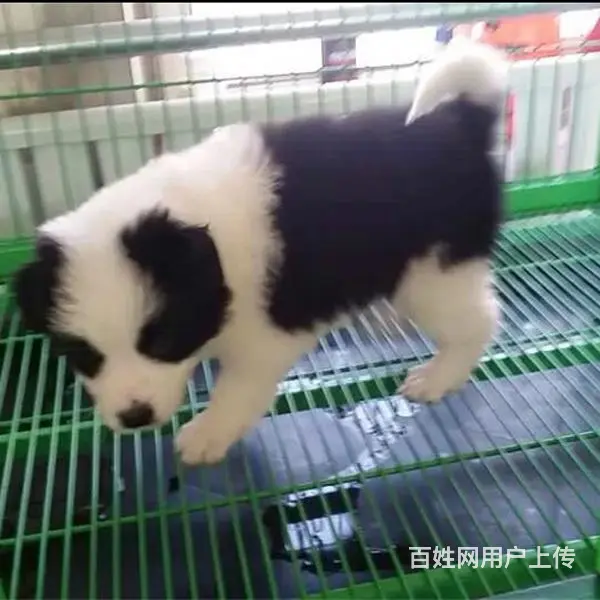 辽阳有什么靠谱的边牧犬舍推荐吗 - 图片 12
