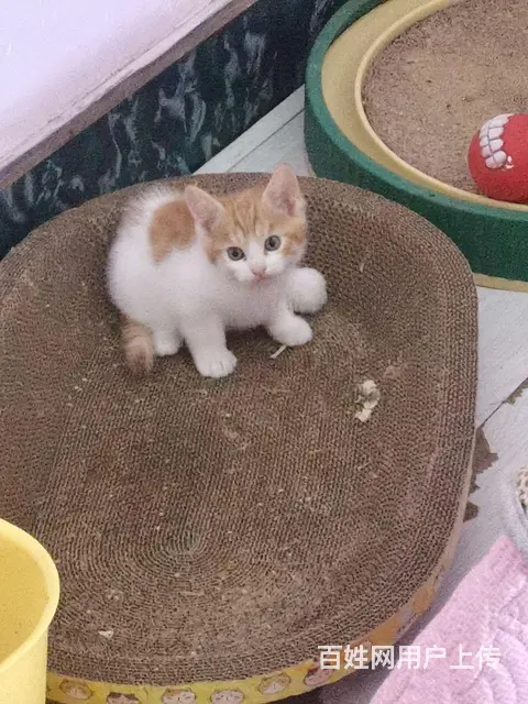 免费送小猫咪 - 图片 3