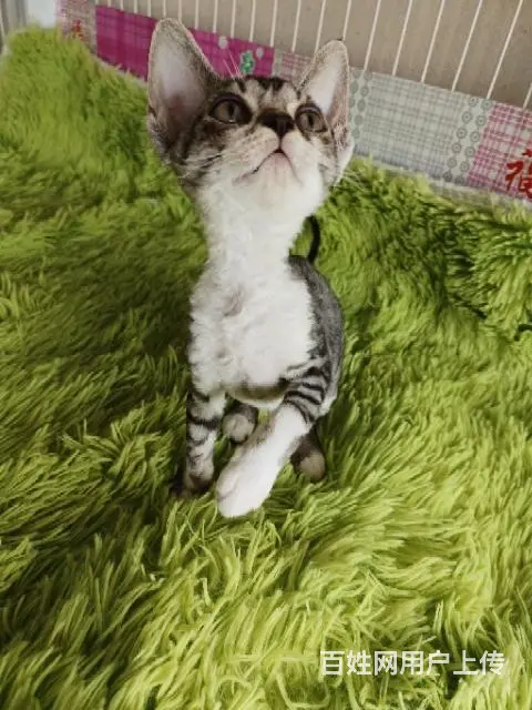 【搞定了！】德文卷毛猫 - 图片 2