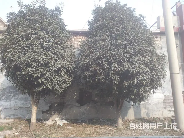 桂花树 - 图片
