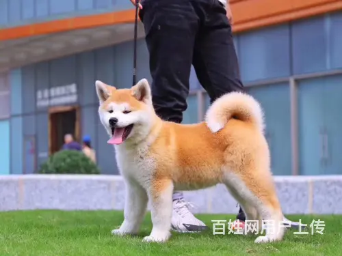 纯种秋田犬 疫苗驱虫已做完 可上门挑选 - 图片 4