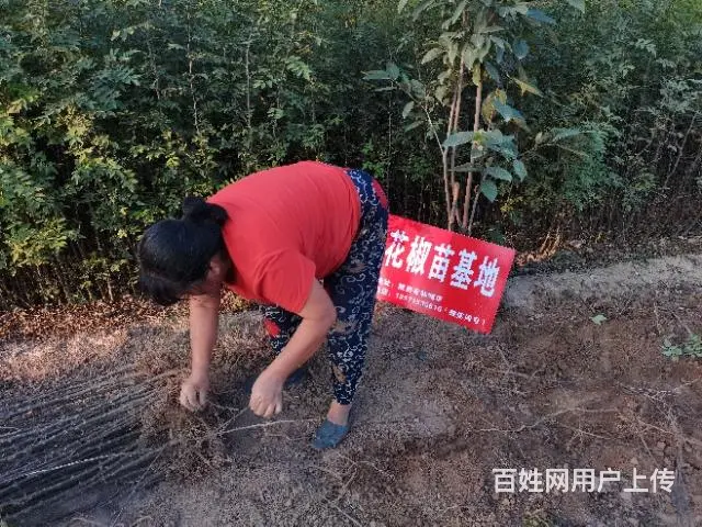 韩城花椒苗基地 韩城大红袍花椒树苗批发 - 图片 7