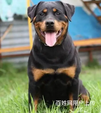 纯种罗威纳幼犬出售 大头肉嘴罗威纳 罗威纳价格 - 图片 3