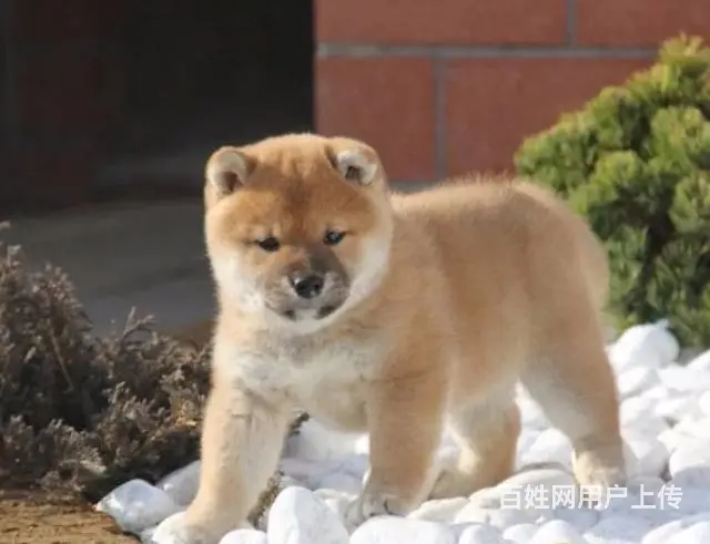 全国送货上门，基地直销，纯种柴犬包健康包纯种 - 图片 4