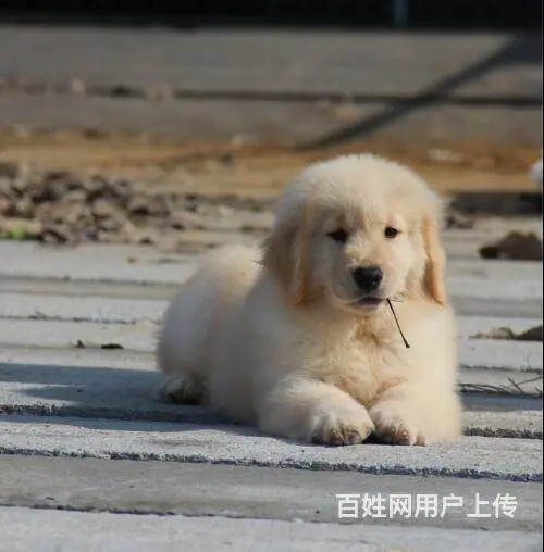 金毛犬舍 金毛价格 金毛图片 金毛犬多少钱 专业繁 - 图片 6