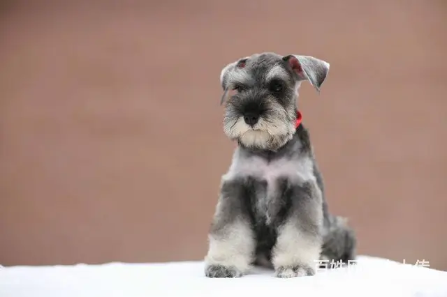专业出售极品 雪纳瑞幼犬期待您的咨询 - 图片 4