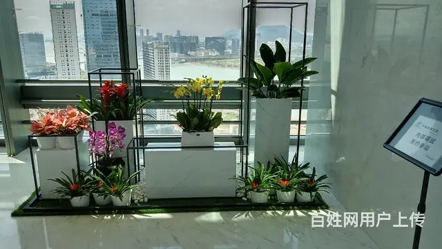 珠海绿植租赁服务 - 图片 4