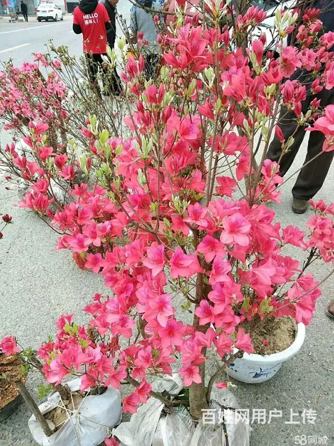 信阳董家河大量苗木花卉一手低价出售 - 图片 4