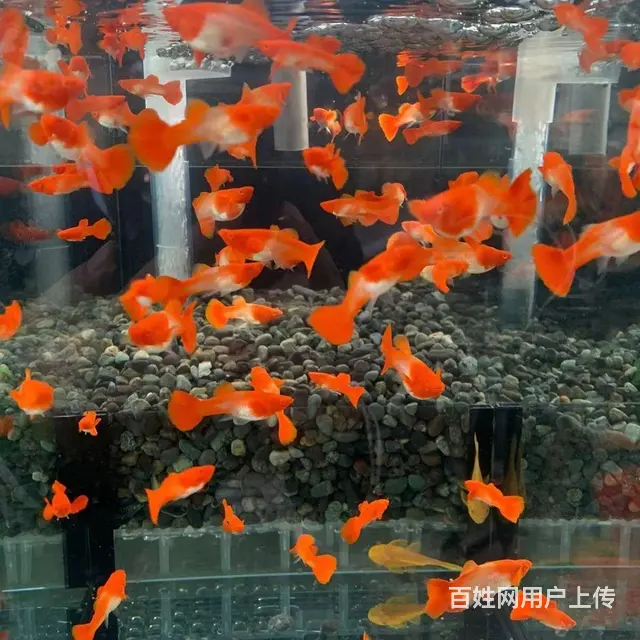 鸿运当头双分水孔雀鱼低价出售10元 - 图片 5