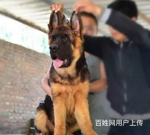 精品德国牧羊犬幼犬多少钱 纯种垂系牧羊犬繁殖基地 - 图片 4