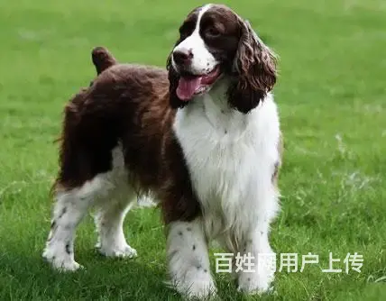 【货到付款】宿迁史宾格多少钱 史宾格有多大 - 图片 1