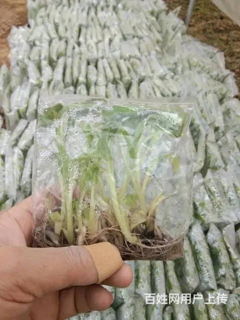 长年供应香蕉苗粉蕉苗 - 图片 11